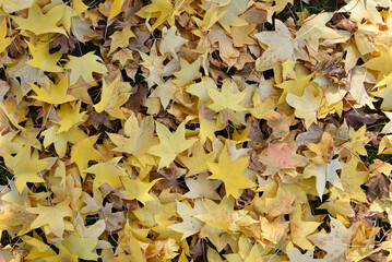 Fallen autumn leaves on the ground in the city park. Beautiful autumn colors. Top view.    