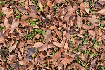 Fallen autumn leaves on the ground in the city park. Beautiful autumn colors. Top view.    