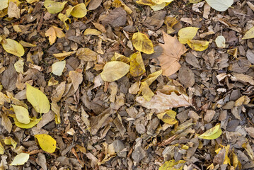 Fallen autumn leaves on the ground in the city park. Beautiful autumn colors. Top view.    