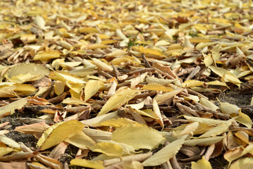 Fallen autumn leaves on the ground in the city park. Beautiful autumn colors. Selective focus.