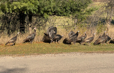 A flock of wild turkeys in the sun