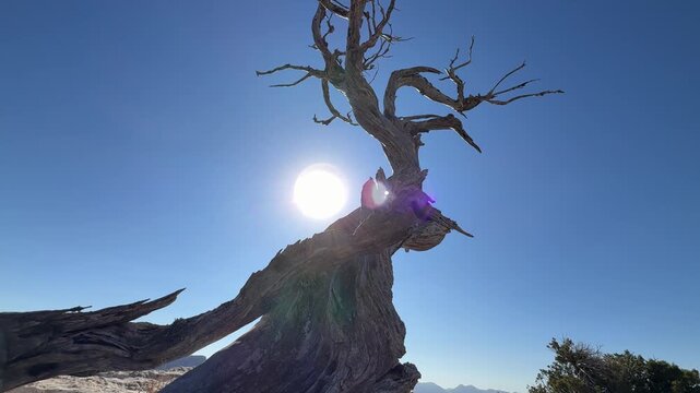 the hardy and durable juniper tree of the wild