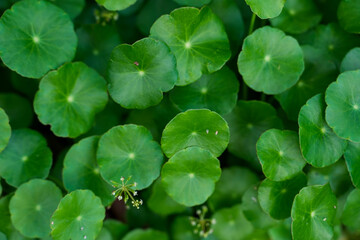 water drop on leaf gotu kola, asiatic pennywort, centella asiatica, Herbal vegetables.