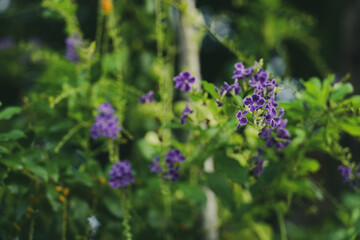 Petrea volubilis Usually grows in clusters up to 30cm long. The flowers Petrea volubilis have an extremely unique and eye-catching purple-blue color	
