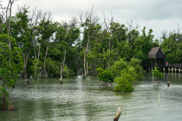 Nature Conservation Center and Mangrove Conservation Center the longest in Thailand at Samet district, Chonburi Province.