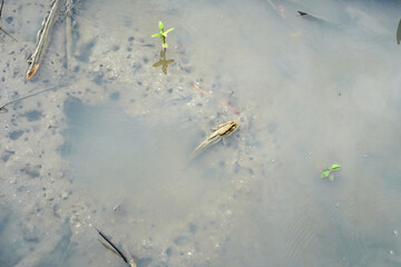 Fish amphibians living in mangrove forests are called Mudskipper.