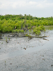 Nature Conservation Center and Mangrove Conservation Center the longest in Thailand at Samet district, Chonburi Province.