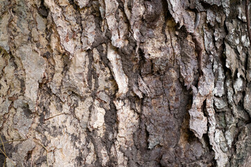 Close up tree bark texture as a wooden background. Flat lay of the tree trunk showing repeating the bark texture with termite nest on it.