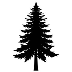 Silhouette of a tall evergreen pine tree against a white background