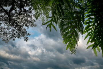 Looking up at a tree canopy against a cloudy sky. Sunlight filters through lush green leaves of a tree against a soft, cloudy sky.