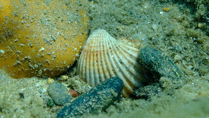 Rough cockle or tuberculate cockle, Moroccan cockle (Acanthocardia tuberculata) shell undersea, Aegean Sea, Greece, Halkidikii, Pirgos beach