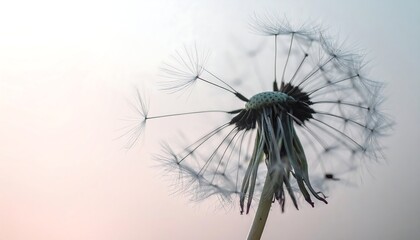 Fragile Beauty Dandelion Seed Head Against Soft Background