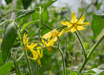 Tomato plant  blossom. Branch of blooming tomato.