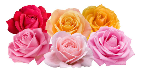vibrant rose assortment exhibiting rich colors and elegant beauty brings a touch of romantic elegance ideal for expressing love, appreciation, and celebration