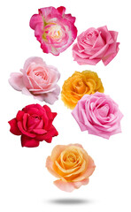 a stunning collection of vibrant roses blending deep reds, soft pinks, and warm yellows evokes feelings of love, friendship, and heartfelt appreciation