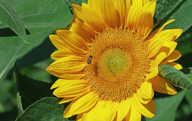 Enchanting full bloom Sunflower with a little bee collecting nectar