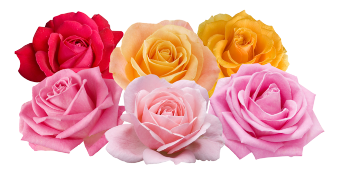 vibrant rose assortment exhibiting rich colors and elegant beauty brings a touch of romantic elegance ideal for expressing love, appreciation, and celebration