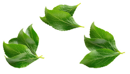 Fototapeta premium fresh green leaves with intricate vein patterns offer a vibrant, natural touch perfect for designs seeking organic and eco-friendly aesthetics