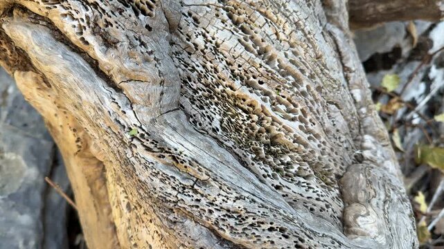 lines, shapes and patterns of dry tree trunks in the forest