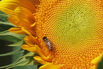 Closeup of little bee collecting nectar on a full bloom Sunflower