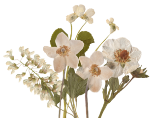 botanical arrangement of pressed white flowers and foliage offering a vintage, nostalgic charm, perfect for wedding invitations and design projects