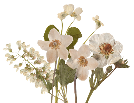 botanical arrangement of pressed white flowers and foliage offering a vintage, nostalgic charm, perfect for wedding invitations and design projects