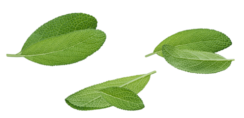 vibrant green sage leaves in a composition on a stark black backdrop, communicating freshness, health, and a connection to nature and wellness