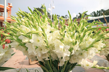 Captivating white Gladiolus bouquet for sale in front of the Basilica of our lady of Copacabana, Titicaca Lakeshore, Bolivia, South America