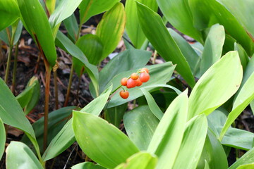 Red Lily of the Valley Berries Among Green Leaves