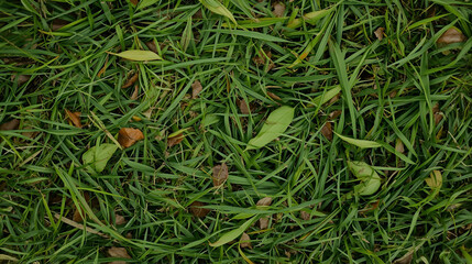 Top view of a patch of grass with scattered fallen leaves and small twigs.