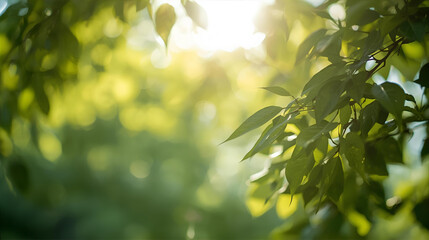 Fresh green tree leaves and foliage glow in the sunlight of a forest during spring or summer.