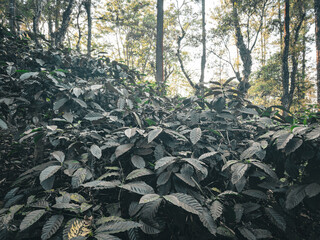 Beautiful view of the trees providing shade to coffee plantations in Madikeri(Coorg), Kodagu district, Karnataka.