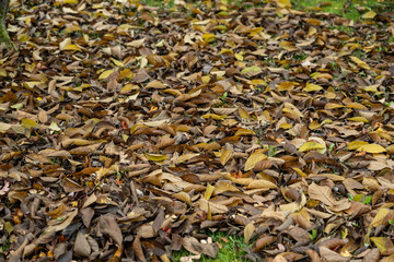 natur herbst laub draußen