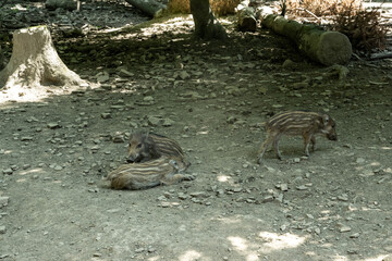wildschwein säugetier tier zoo