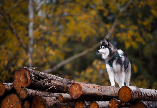 A pomsky dog standing on a pile of logs in a forest during autumn, surrounded by yellow leaves