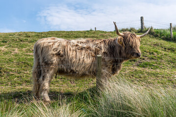 Scottish Highlands Cow, long-haired cow, grazes on grass in a field in the Scottish countryside