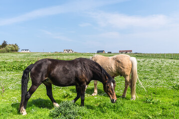 Beautiful horses grazing on a lush green field in Dunnet village, Scotland, UK, with rural houses in the background under a clear blue sky