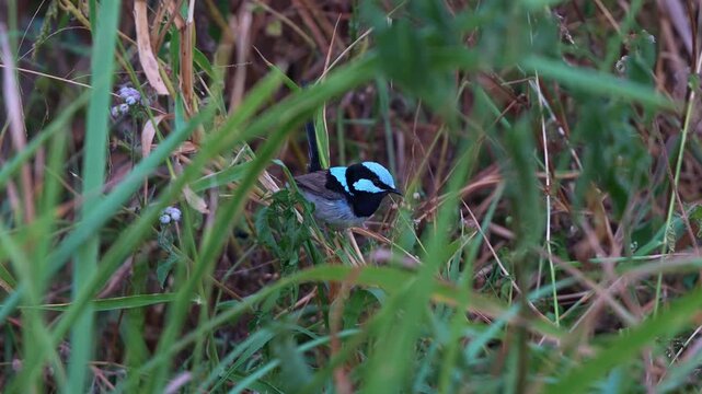 Close-up shot of a male Superb Fairywren (Malurus cyaneus) with blue plumage, perched on a branch, foraging for food and flitting around.
