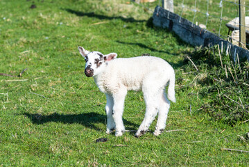 Portrait of a lamb sheep in springtime at Dunnet village on the North Atlantic coast of Scotland