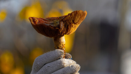 Poisonous mushroom. Golden scalycap, a poisonous mushroom in autumn, close-up