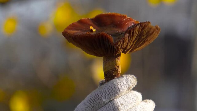 Poisonous mushroom. Golden scalycap, a poisonous mushroom in autumn, close-up 4K footage