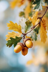 Autumn oak branch with green and yellow leaves and acorns close up, natural forest background, seasonal fall nature macro photo