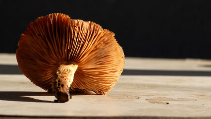 Poisonous mushroom. Golden scalycap, a poisonous mushroom in autumn, close-up