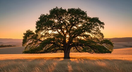 Majestic tree at sunset, golden light spills across field