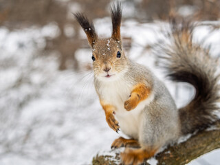 Squirrel in winter sits on a tree trunk with snow