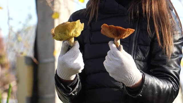 Poisonous mushroom. Golden scalycap, a poisonous mushroom in autumn, close-up 4K footage