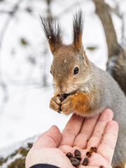 Squirrel eats nuts from a man's hand. Caring for animals in winter or autumn.