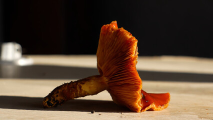 Poisonous mushroom. Golden scalycap, a poisonous mushroom in autumn, close-up
