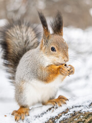 The squirrel with nut sits on tree in the winter or late autumn