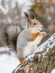 Fototapeta premium The squirrel with nut sits on tree in the winter or late autumn